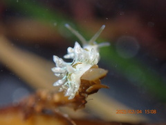 Eubranchus