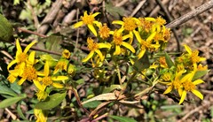 Barkleyanthus salicifolius