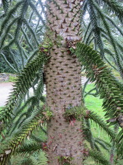 Araucariaceae