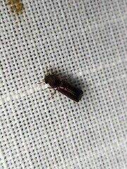 Bostrichidae