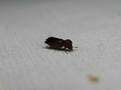 Bostrichidae
