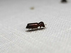 Bostrichidae