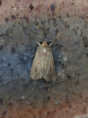 Mythimna convecta