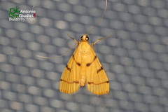 Dichocrocis