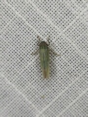 Cofana spectra