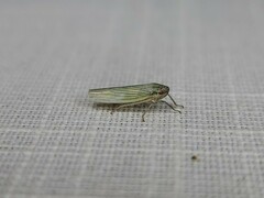 Cofana spectra