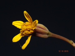 Pectis multiflosculosa