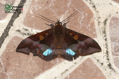 Ischyja paraplesius