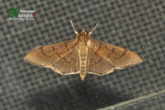 Omiodes pernitescens