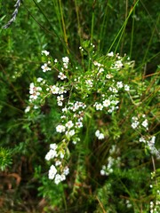 Sannantha pluriflora