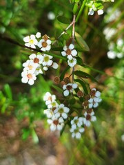 Sannantha pluriflora