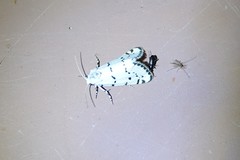 Grotella binda