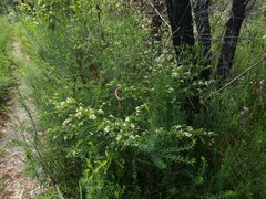 Sannantha pluriflora