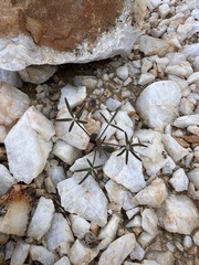 Lupinus sparsiflorus