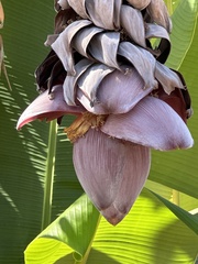 Musa balbisiana