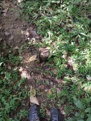 Elephas maximus indicus