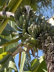 Musa balbisiana