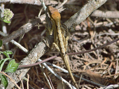 Anolis crassulus