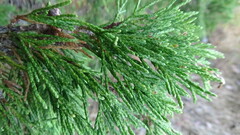 Cupressus nootkatensis