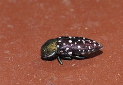 Diphucrania leucosticta
