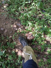 Elephas maximus indicus