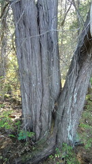Cupressus nootkatensis