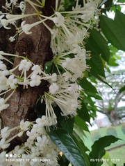Phaleria clerodendron