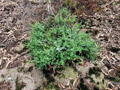 Prostanthera saxicola montana