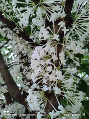 Phaleria clerodendron