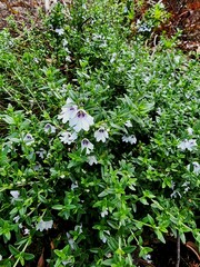 Prostanthera saxicola montana