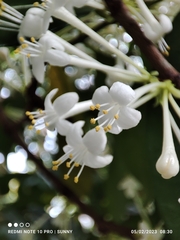 Phaleria clerodendron