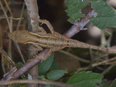Anolis crassulus