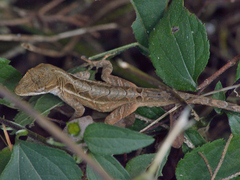 Anolis crassulus