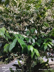 Phaleria clerodendron