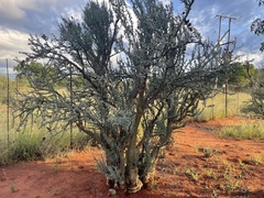 Sesamothamnus lugardii