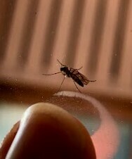 Sylvicola neozelandicus