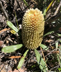 Banksia ornata
