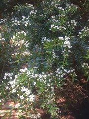 Baeckea linifolia