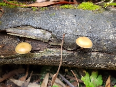 Galerina patagonica