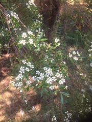 Baeckea linifolia