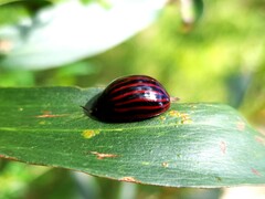 Paropsisterna octolineata