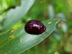 Paropsisterna octolineata