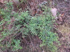 Phytoplasma ziziphi