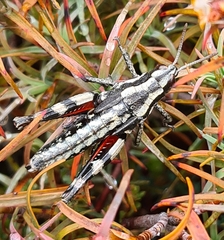 Sigaus piliferus