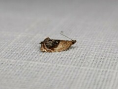 Acroceuthes metaxanthana