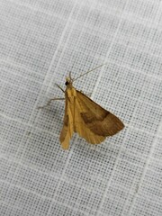 Anachloris subochraria