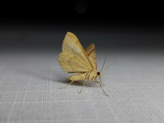 Anachloris subochraria