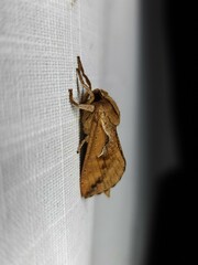 Elhamma australasiae