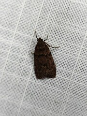 Mimaglossa nauplialis