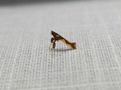 Caloptilia xanthopharella